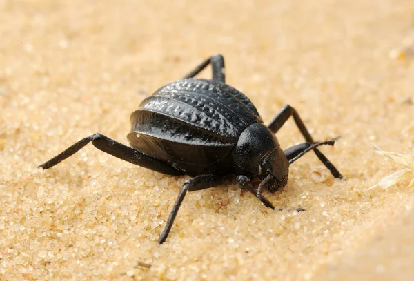 Жахливий жук на піску — стокове фото