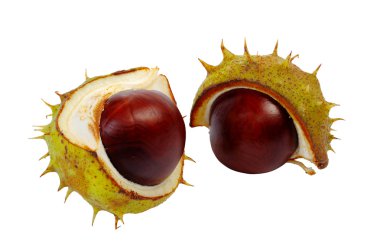 Half horse chestnut clipart