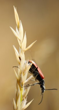 spikelet üzerinde böcek