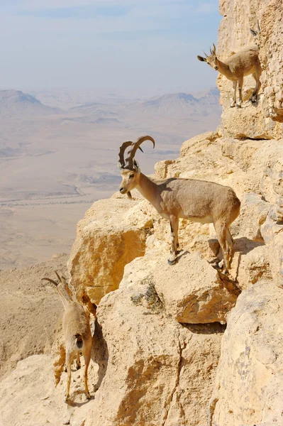Cabras de montanha no Ramon Makhtesh — Fotografia de Stock