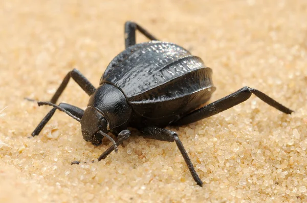 Ciemny chrząszcz na piasku — Zdjęcie stockowe