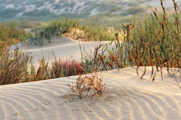 Песок. — стоковое фото