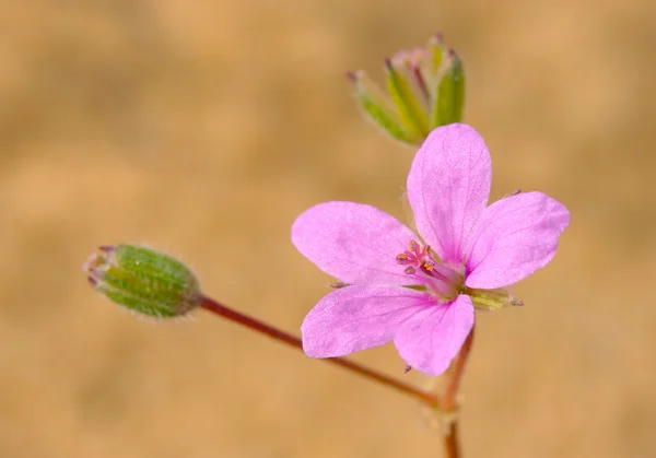 イスラエルの花. — ストック写真