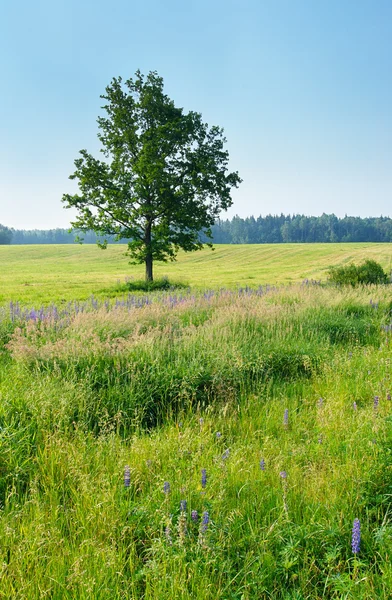 Lonely tree in the meadow — Stock Photo, Image