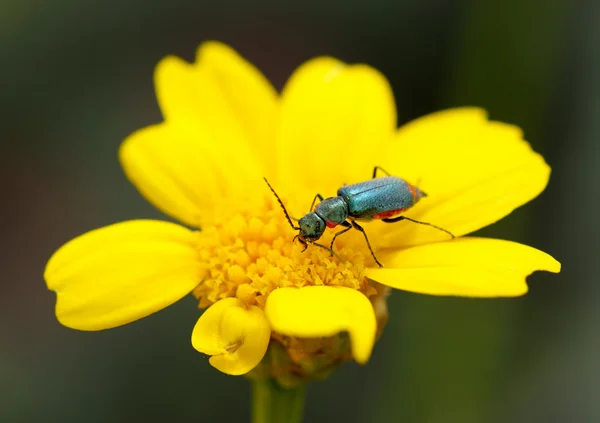 Käfer auf der Blume. — Stockfoto