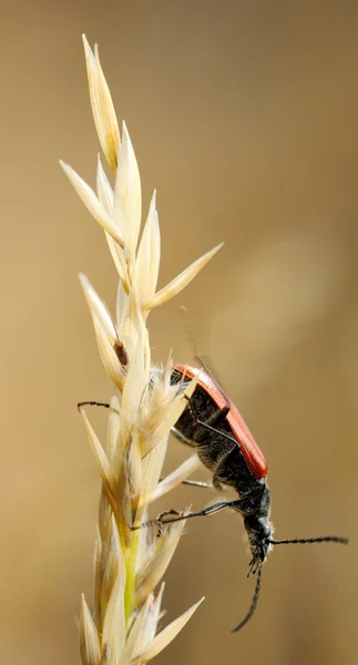 Käfer auf Stacheldraht — Stockfoto
