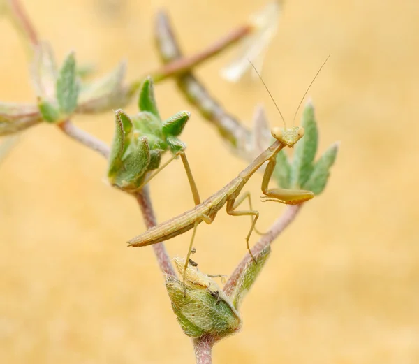 Крихітні mantis — стокове фото