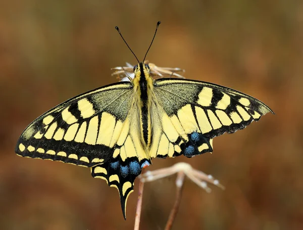 Swallowtail vlinder — Stockfoto