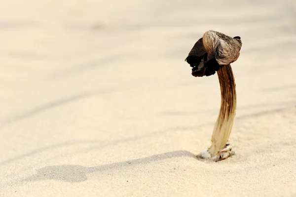 Сухой гриб в песке — стоковое фото