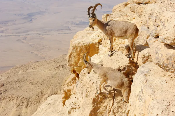 Cabras de montaña en el Ramón Makhtesh Imagen De Stock