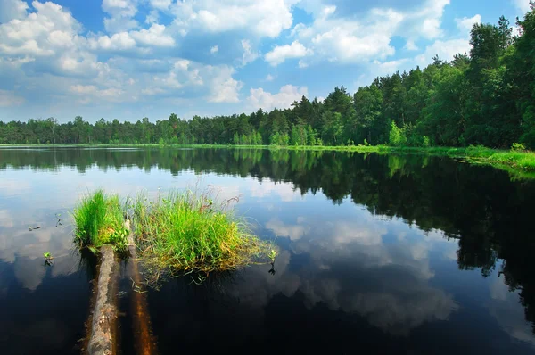Lago en el bosque —  Fotos de Stock