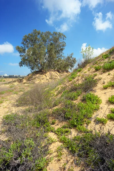 Osamělý strom mezi písek — Stock fotografie