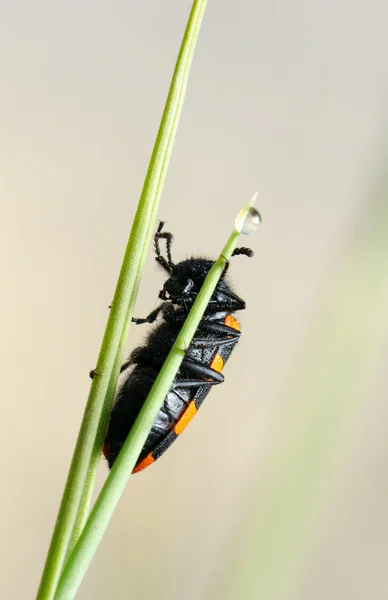 Blister besouro em uma flor — Fotografia de Stock