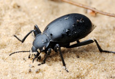 Darkling beetle on the sand clipart