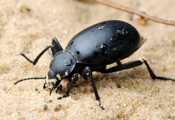 Gelap kumbang di pasir — Stok Foto