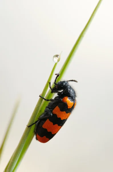 Blister böceği bir çiçek üzerinde — Stok fotoğraf