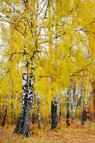 Akvarely podzimu — Stock fotografie