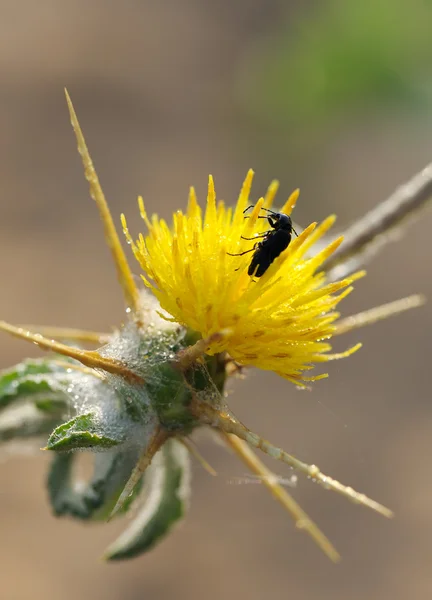 Ein Käfer auf der stacheligen Blume. — Stockfoto