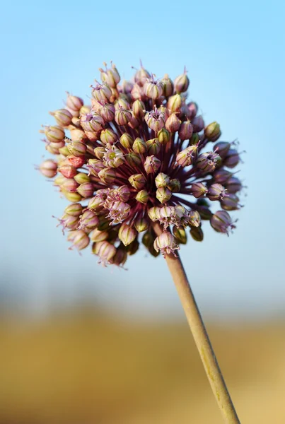 Flower of Izrael. — Stock Photo, Image