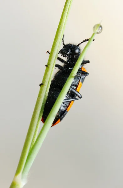 Блістерний жук на квітці — стокове фото