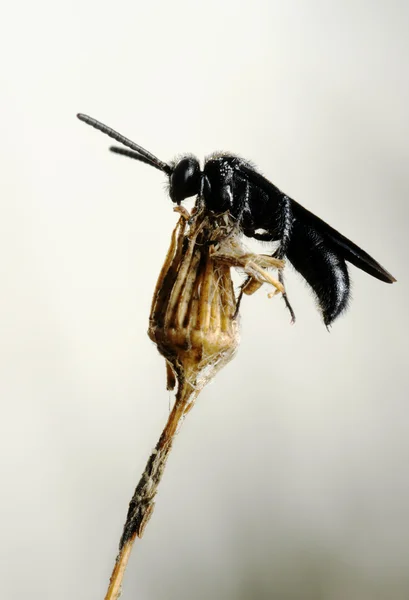 Μικρό μαύρο μέλισσα πάνω στο ξηρό φυτό — Φωτογραφία Αρχείου