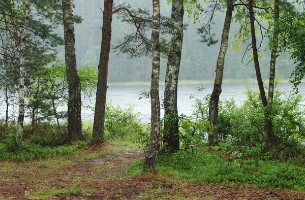 Regenwoud aan de oevers van lake — Stockfoto