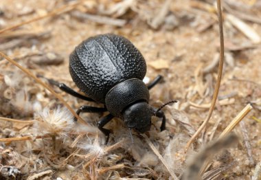 Darkling beetle on the sand clipart