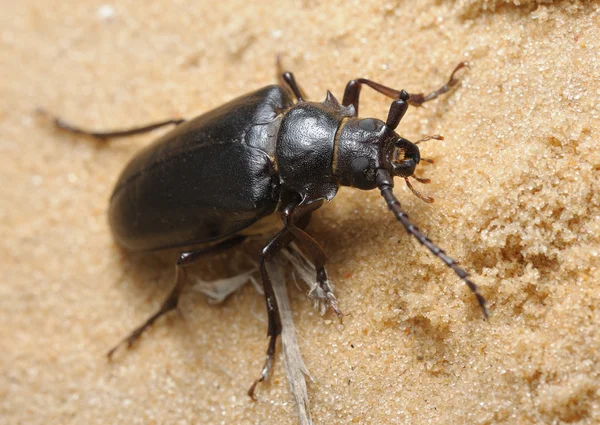 Longhorn beetle — Stock Photo, Image
