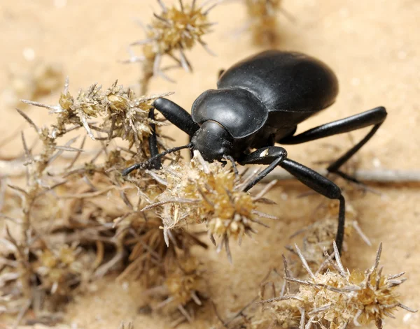 Darkling beetle on the sand — Stock Photo, Image