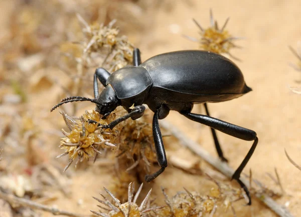 Escarabajo oscuro en la arena —  Fotos de Stock