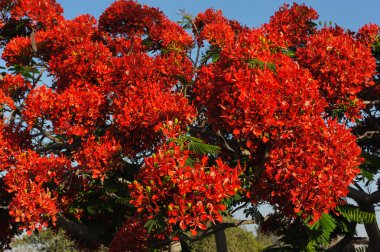 Flowers of Israel - Delonix regia clipart