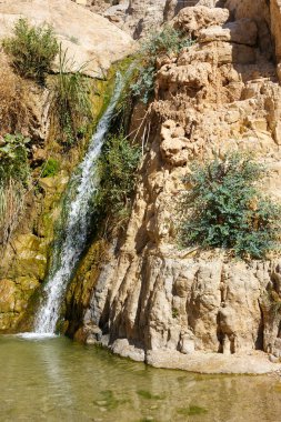 Ein Gedi Nature Reserve off the coast of the Dead Sea clipart