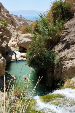 Ein gedi tabiatı ölü deniz kıyısı