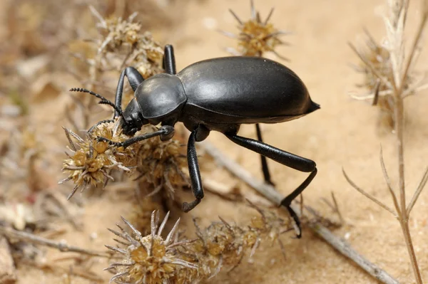 Darkling beetle on the sand — Stock Photo, Image