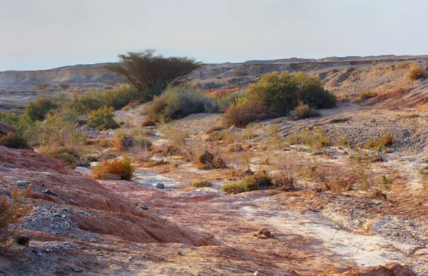 Pustynia Arava w pierwszych promieniach słońca — Zdjęcie stockowe