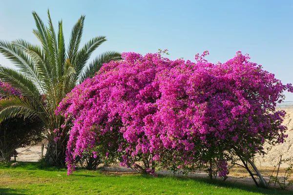Flores de Israel — Fotografia de Stock