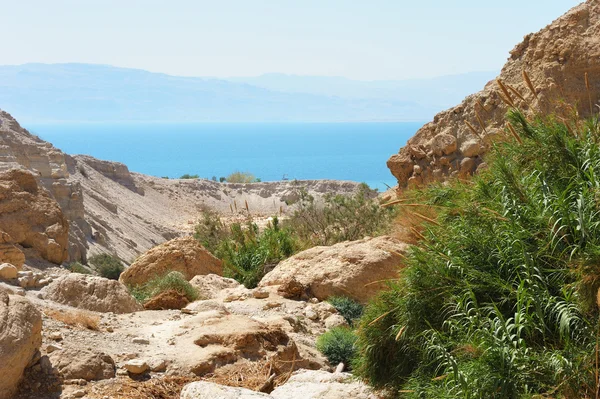 Reserva natural Ein Gedi frente a la costa del Mar Muerto —  Fotos de Stock