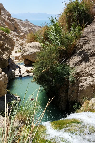 stock image Ein Gedi Nature Reserve off the coast of the Dead Sea