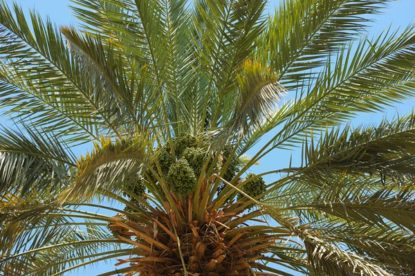 Toppen av palm — Stockfoto