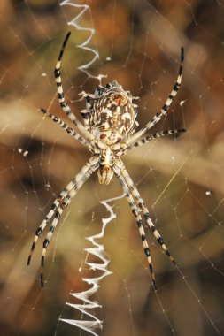 örümcek argiope web üzerinde loblu