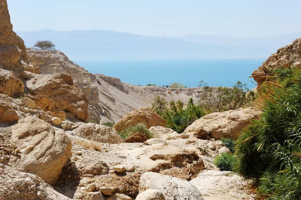 Reserva natural Ein Gedi frente a la costa del Mar Muerto —  Fotos de Stock