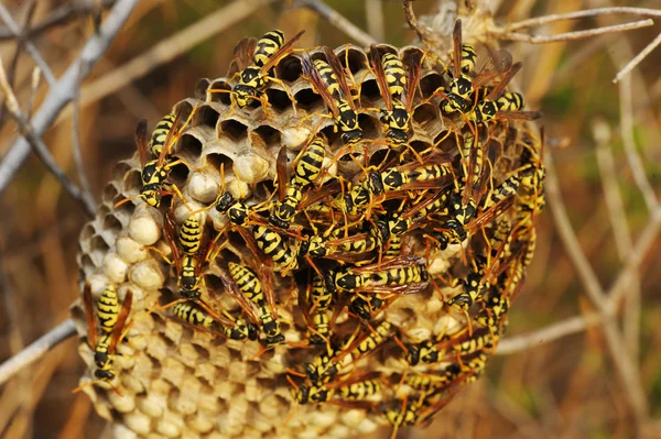 Wespen nest in het gras — Stockfoto