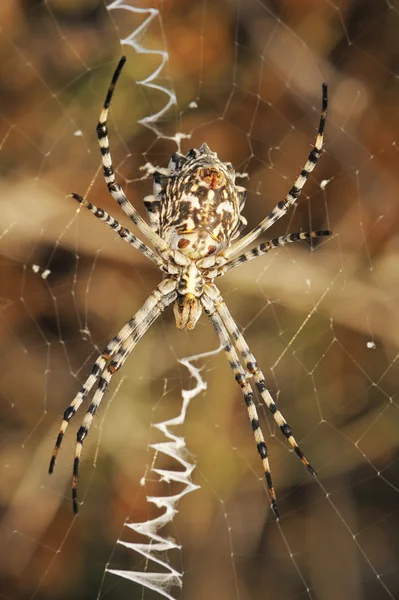 Örümcek argiope web üzerinde loblu — Stok fotoğraf