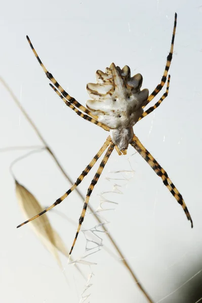 Spider argiope flikiga — Stockfoto