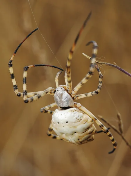 Örümcek argiope loblu — Stok fotoğraf