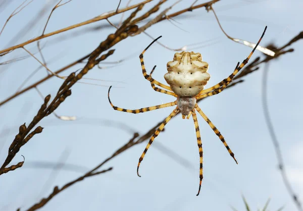 Spider argiope lobed — Stock Photo, Image