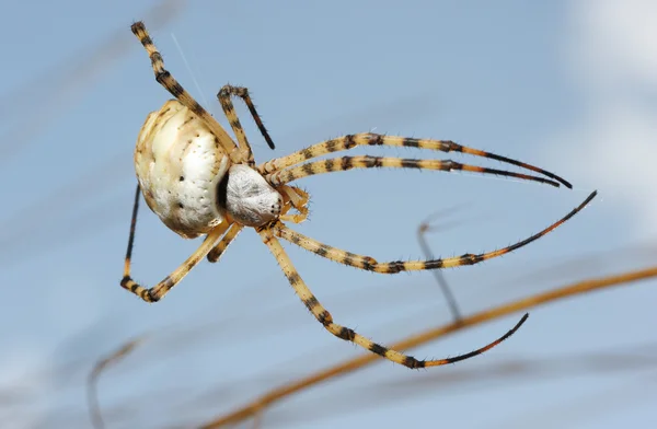 Örümcek argiope loblu — Stok fotoğraf