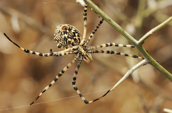 Spider argiope lobed — Stock Photo, Image