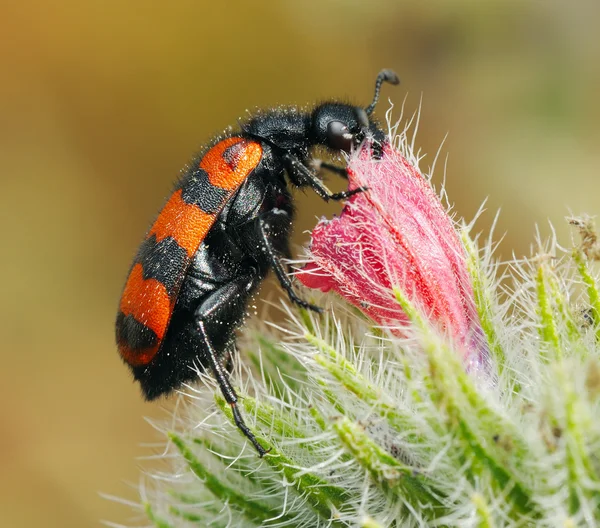 Blister besouros em uma flor — Fotografia de Stock
