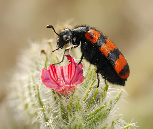 꽃 위의 딱정벌레들 — 스톡 사진